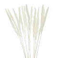 Suszona-trawa-pampasowa-biala-70-cm-5-szt..webp