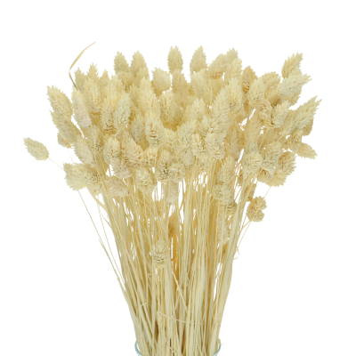 Suszony phalaris bielony